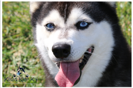 Alaskan husky best sale blue eyes